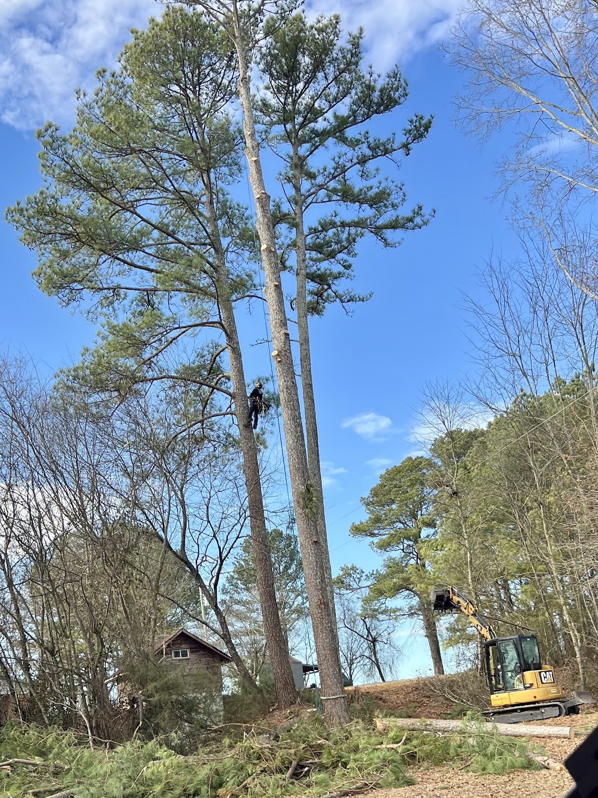 Climber removing tall pines near a home