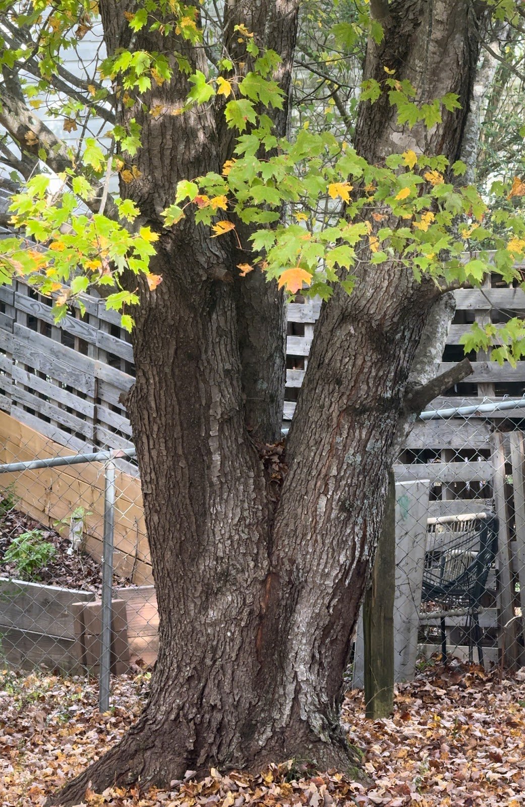Large tree growing close to a house before removal