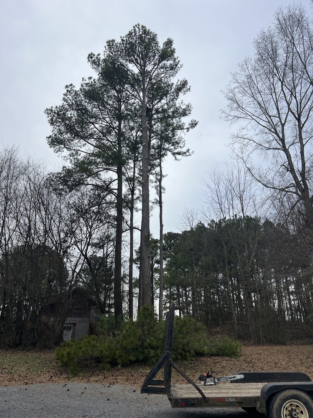 Large pines close to a home before removal