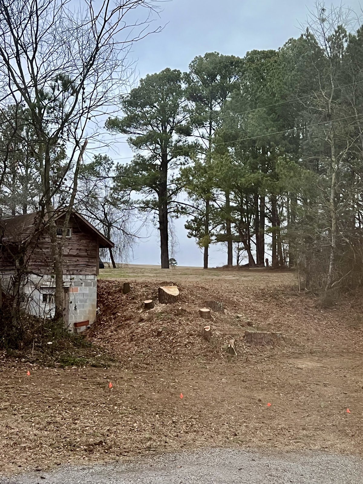 Cleared lot with tree stumps after removal