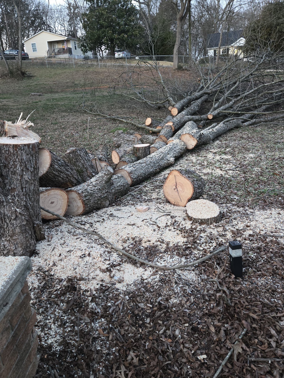 Cut pecan tree trunk and branches on the ground