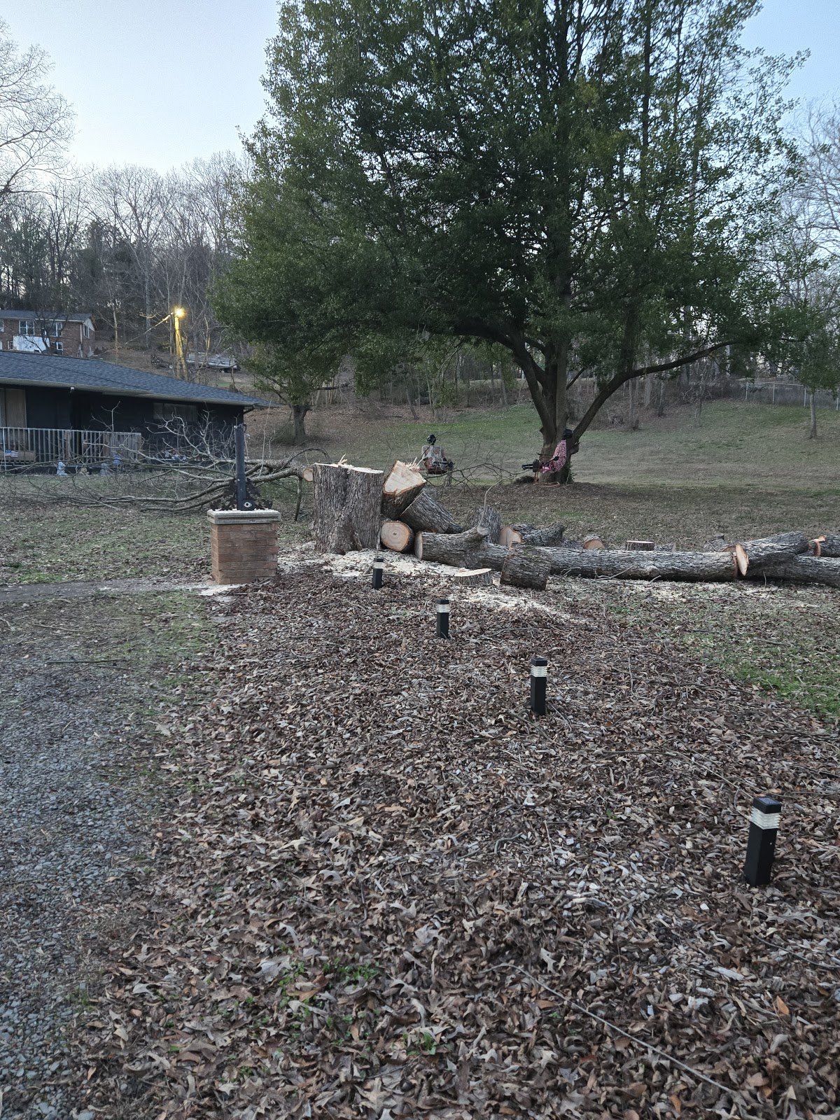 Large tree bucked into logs with a cut stump and wood chips in a yard
